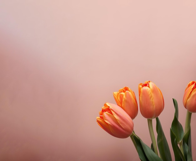 Beautiful elegant orange tulip flowers on pastel background Mothers Day and Womans Day concept