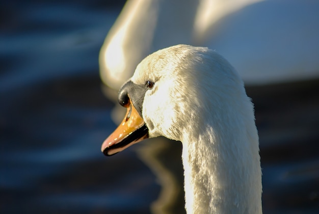 Beautiful and elegant swan on the water