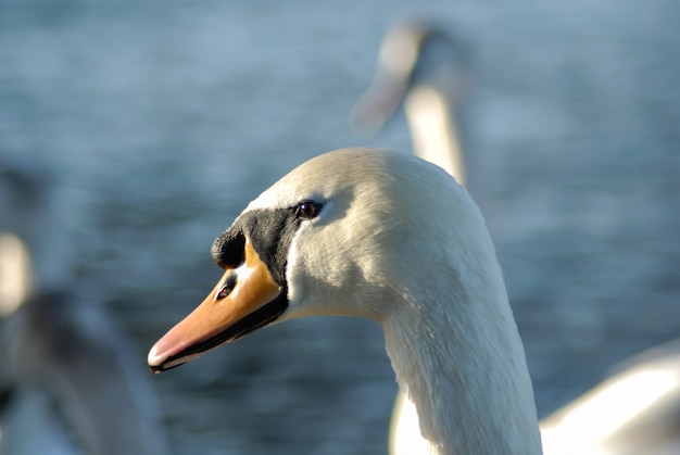 Bellissimo ed elegante cigno sull'acqua