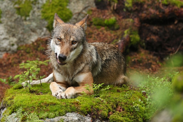 Beautiful and elusive eurasian wolf in the colorful summer