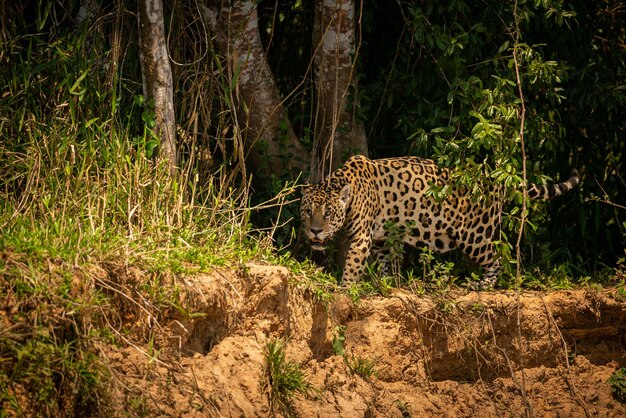 자연 서식지 Panthera onca 야생 브라질 브라질 야생 동물 pantanal 녹색 정글 큰 고양이에서 아름답고 멸종 위기에 처한 미국 재규어