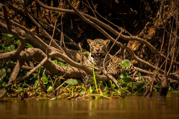 Photo beautiful and endangered american jaguar in the nature habitat panthera onca wild brasil brasilian wildlife pantanal green jungle big cats