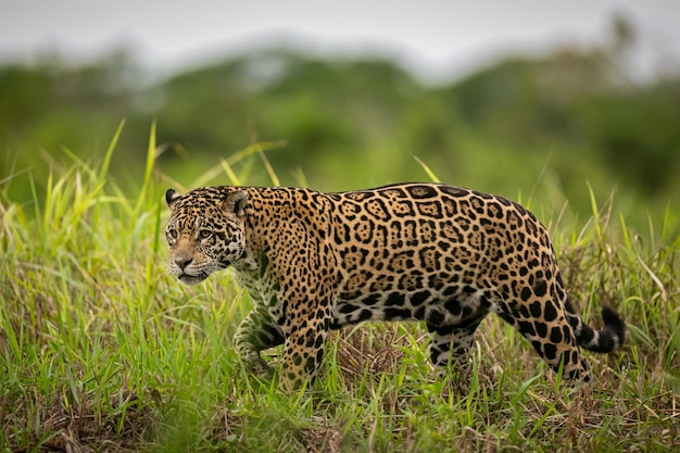 Foto giaguaro americano bello e in via di estinzione nell'habitat naturale panthera onca selvaggio brasil brasiliano fauna pantanal verde giungla grandi felini