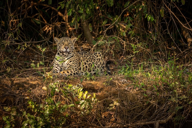 Beautiful and endangered american jaguar in the nature habitat Panthera onca wild brasil brasilian wildlife pantanal green jungle big cats