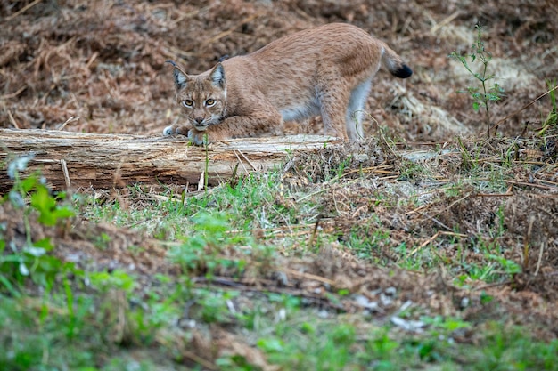 Beautiful and endangered eurasian lynx in the nature habitat Lynx lynx