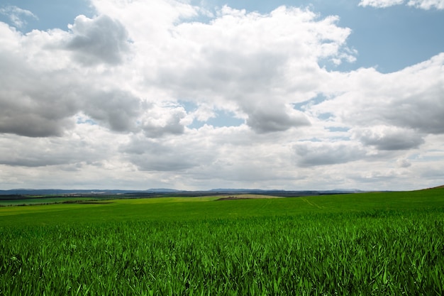大きな白い雲と青い空を背景に緑の若い発芽草の美しい無限のフィールド