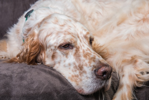 Beautiful English Setter with brown spots resting sleeping