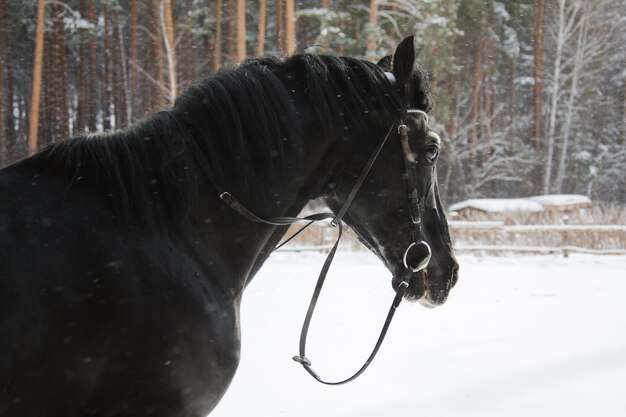 The beautiful equine in the paddock