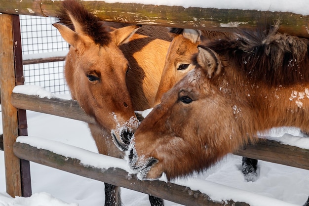 Beautiful Equus przewalskii caballus on a snowy road