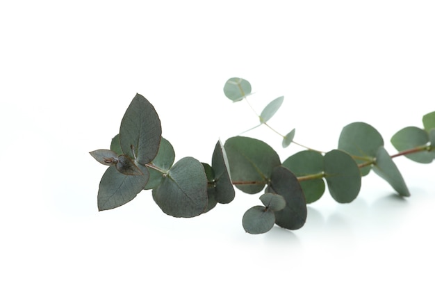 Beautiful eucalyptus branch isolated on white background