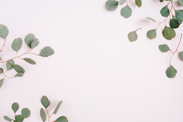 Beautiful eucalyptus branches frame on pale pastel pink