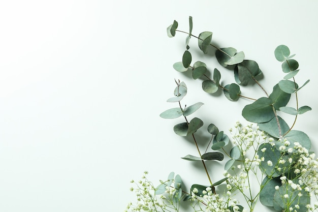 Beautiful eucalyptus and gypsophila isolated on white