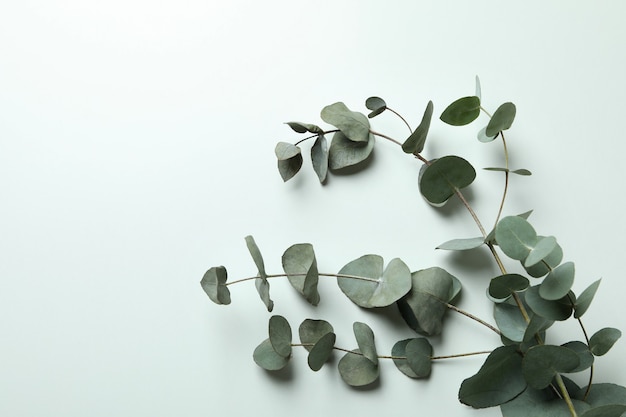 Beautiful eucalyptus plant twigs on white background