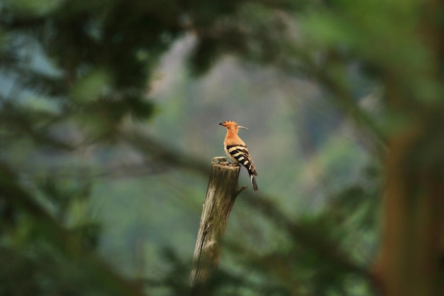 Beautiful Eurasian hoopoe bird close up