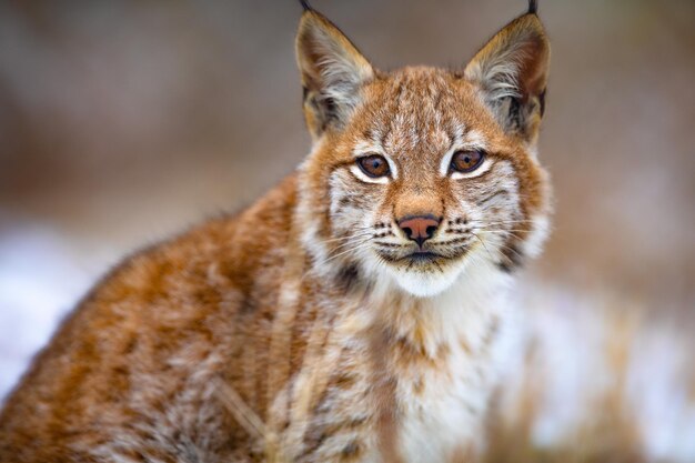 Photo beautiful eurasian lynx sitting in the forest at early winter