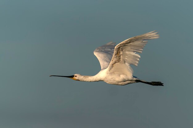 아름다운 유라시아 저어새 또는 일반적인 저어새(Platalea leucorodia)가 날아갑니다.