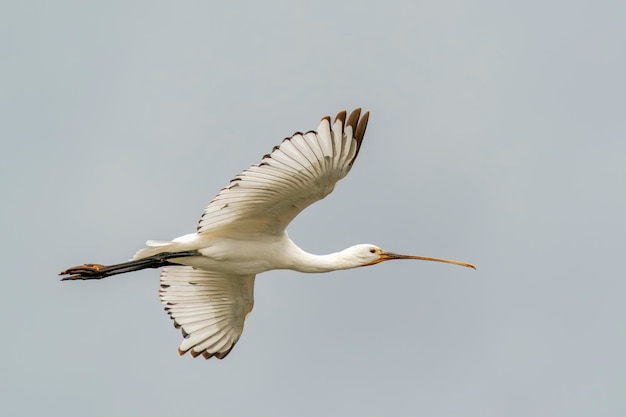 Foto bella spatola eurasiatica o spatola comune (platalea leucorodia) in volo.