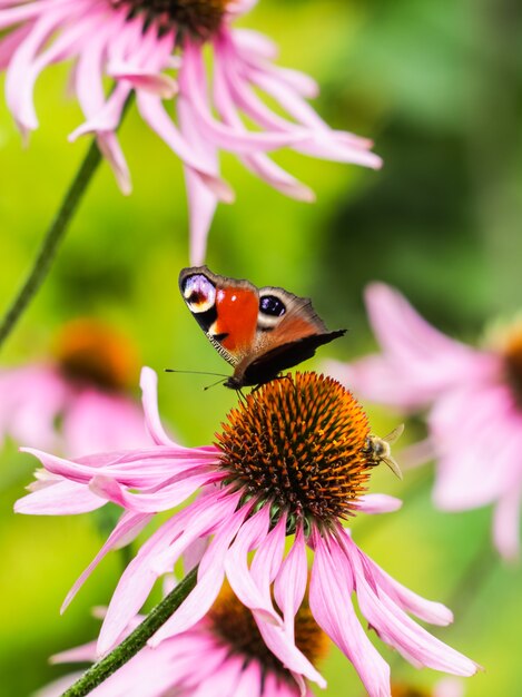 Bella farfalla di pavone europea inachis io aglais io e un'ape su un'echinacea viola