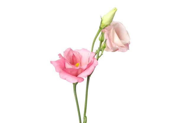 Beautiful eustoma flowers isolated on white