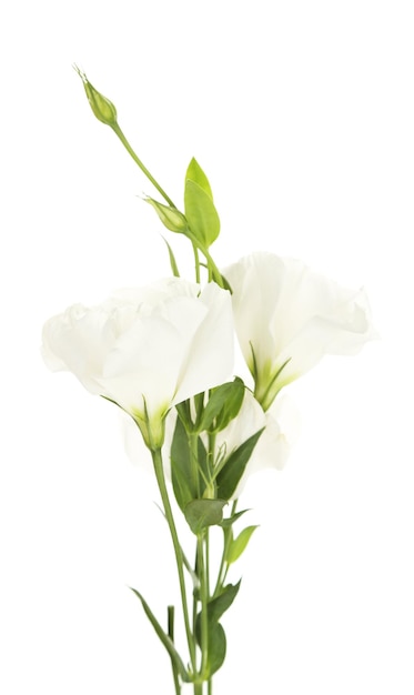 Beautiful eustoma flowers, isolated on white