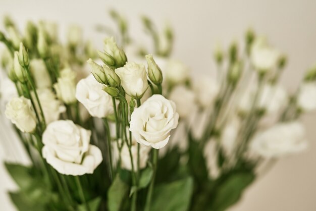 아름다운 Eustoma 꽃, 흰색 eustoma.