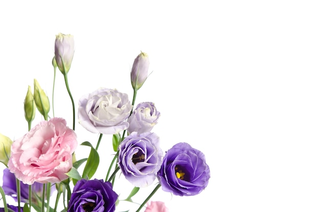 Beautiful eustoma flowers with leafs and buds on white