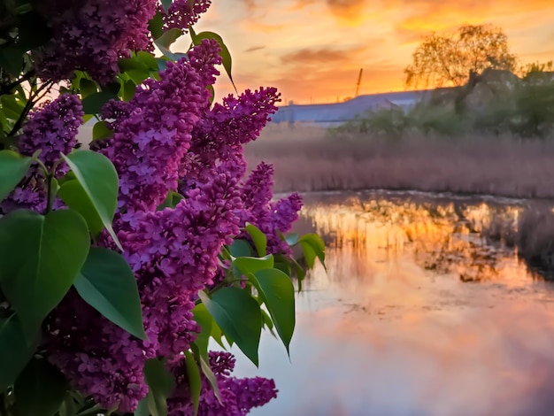 Beautiful evening landscape sunset by the lake