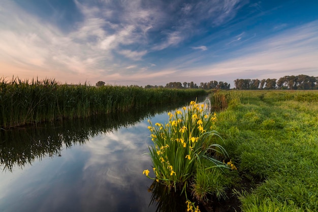 Beautiful evening landscape with the river and flowers