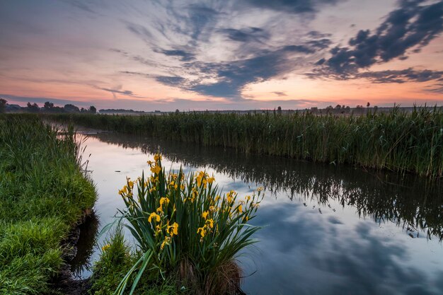 Foto bellissimo paesaggio serale con il fiume e fiori