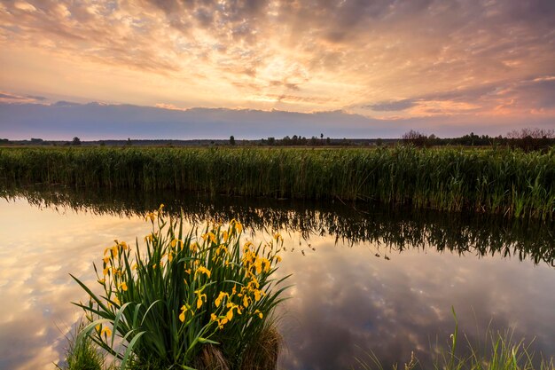 Foto bellissimo paesaggio serale con il fiume e fiori