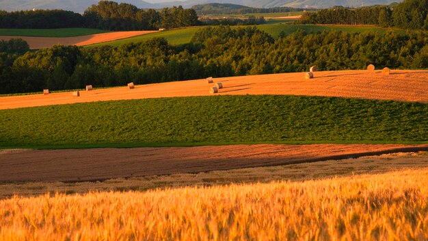 Beautiful evening rural scenery of biei hill town