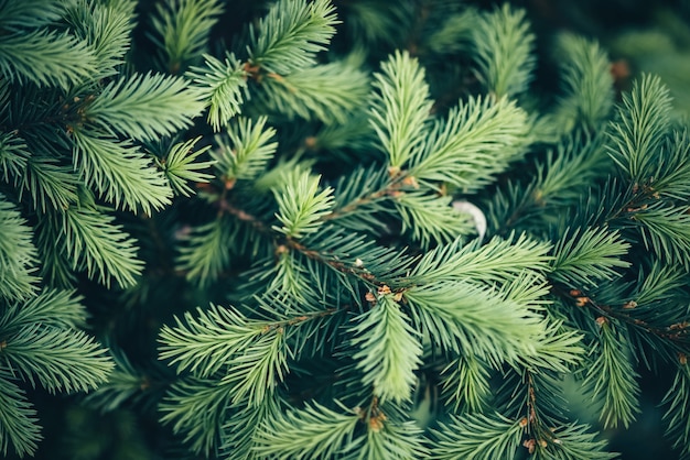 Beautiful evergreen branch of Christmas tree close-up. 