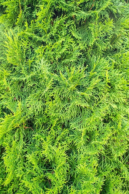 Beautiful evergreen juniper bush