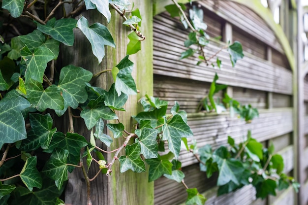 Beautiful evergreen shrub of common ivy (hedera helix) curls over a fence