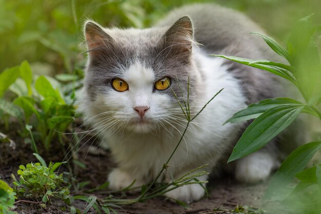 꽃밭에 앉아 있는 아름다운 이국적인 고양이 덤불 사이에 앉아 있는 푹신한 회색과 흰색 고양이 정원에 누워 있는 호기심 많은 꿈꾸는 고양이