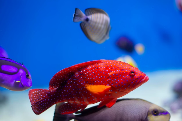 水中の美しいエキゾチックな魚