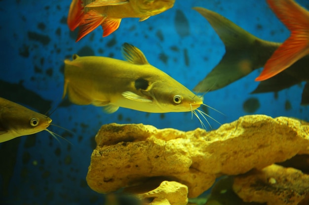 Photo beautiful exotic fishes in aquarium