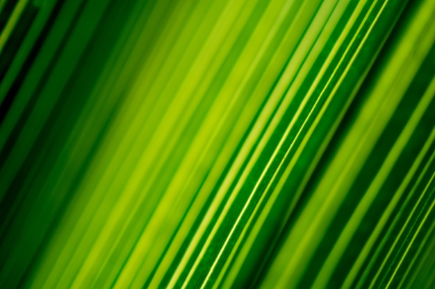 Beautiful exotic pattern of green tropical palm leaves