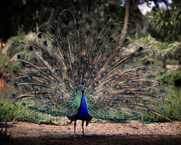 Beautiful exotic peacock with open feathers in a park