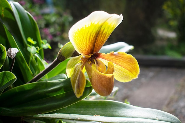 Beautiful and exotic tropical Paphiopedilum orchid blooming and growing in the garden