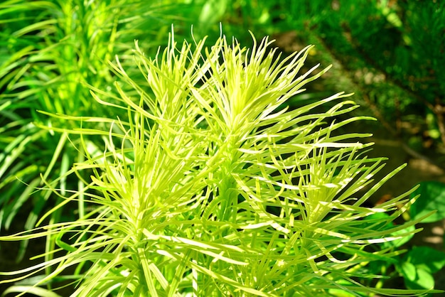 화단의 정원에 있는 리아트리스 스피카타의 아름답고 화려한 식물