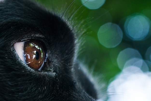 Фото Красивый коричневый глаз черной собаки в таиланде