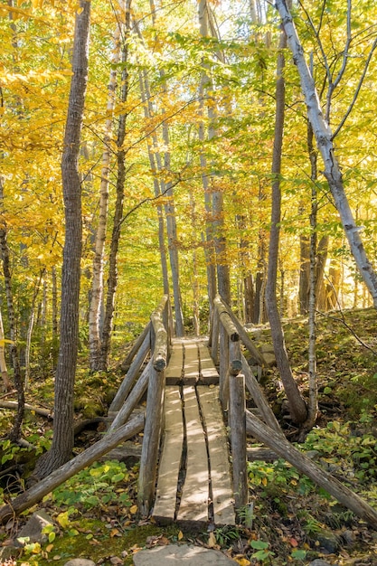 Beautiful fall colors of acadia national park