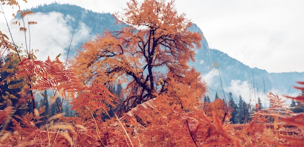 Beautiful fall season in Yosemite National Park California USA