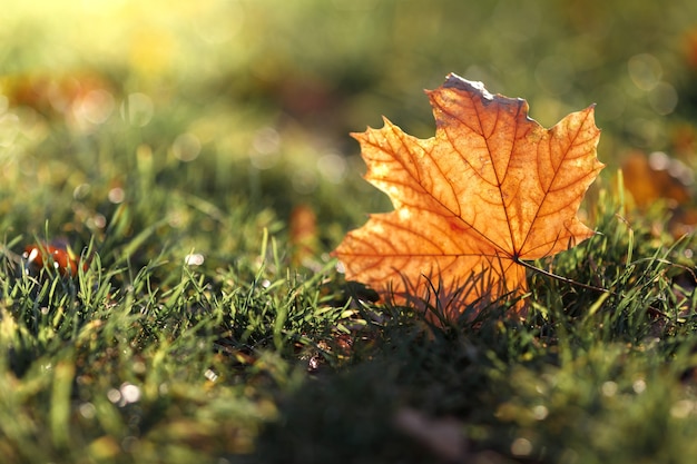 Bella foglia caduta giallo autunno contro il sole