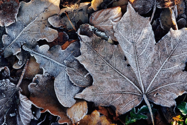 Beautiful fallen leaves covered with frost