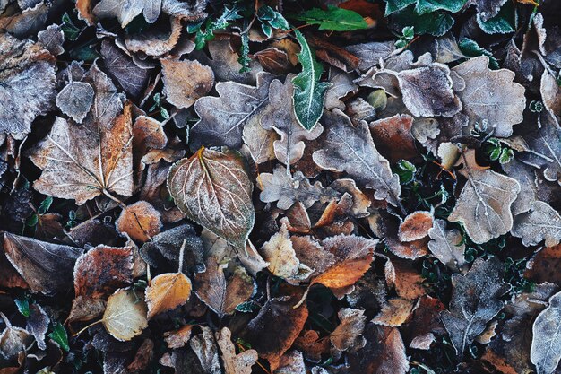 Красивые опавшие листья, покрытые инеем