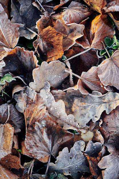 Beautiful fallen leaves covered with frost