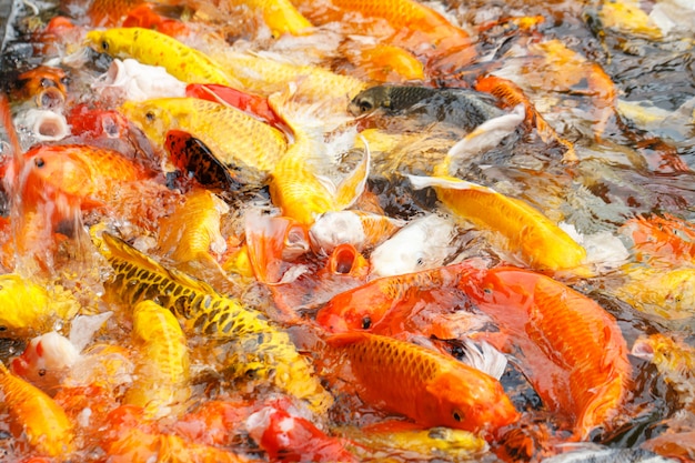 Beautiful fancy carp or koi fish are swimming in the pond