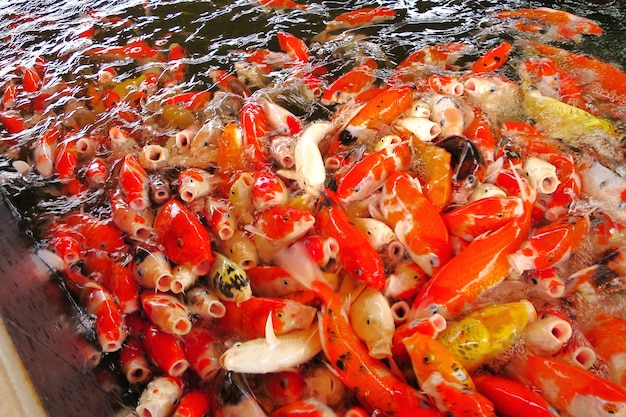 美しい派手な鯉が泳ぎ、農場の池で食べ物を食べる。